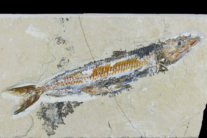 Cretaceous Viper Fish (Prionolepis) - Hjoula #115742